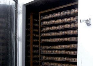 羅漢果烘干機--羅漢果烘干工藝