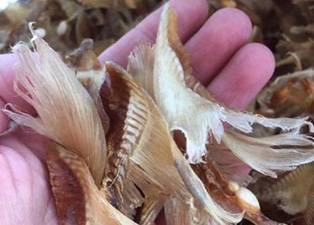 魚翅烘干機設備