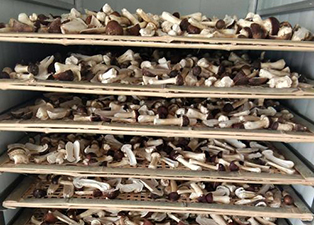 松茸烘干工藝步驟