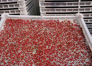 枸杞烘干機設備