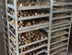 中藥材烘干解決方案