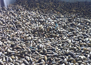 檳榔烘干工藝步驟