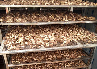 福建香菇烘干——中國食用菌之鄉