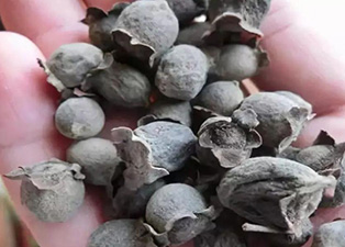 捻子——桃金娘 野果烘干機(jī)