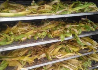 霸王花烘干工藝