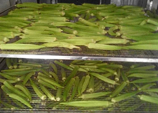 河南永城黃秋葵烘干