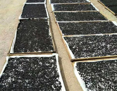 新疆黑枸杞烘干