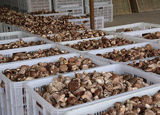 福建香菇烘干——廣州專業烘干機廠家