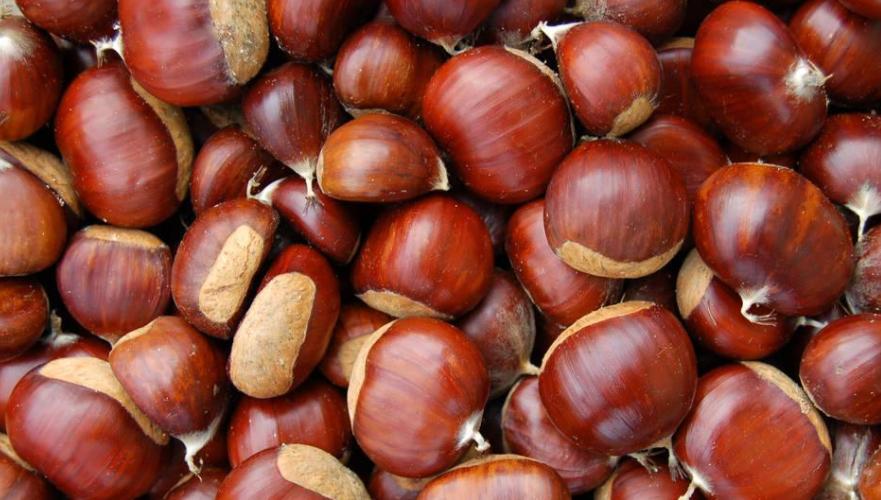 板栗空氣能烘干機——板栗烘干工藝