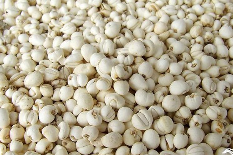 貝母空氣能烘干機——貝母烘干工藝