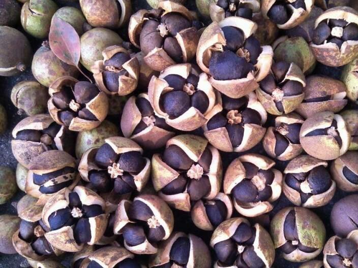 油茶籽空氣能烘干機——油茶籽烘干工藝