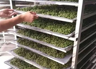 花椒烘干機在運行中突然停機該怎么辦