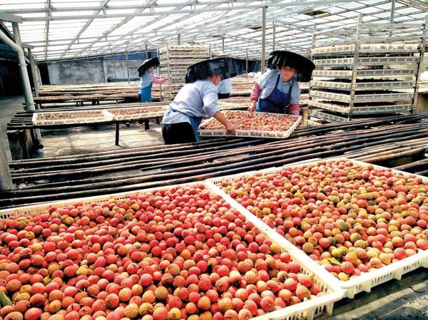 荔枝空氣能烘干機——荔枝烘干工藝